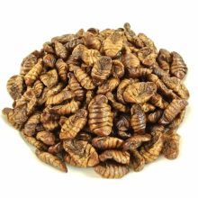 Trópus szárított selyemhernyóbáb 70g