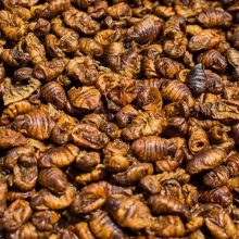 Trópus szárított selyemhernyóbáb 70g