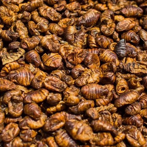 Trópus szárított selyemhernyóbáb 70g