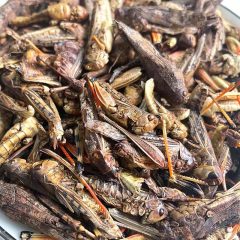 Trópus szárított Grasshopper - szárított szöcske 40g