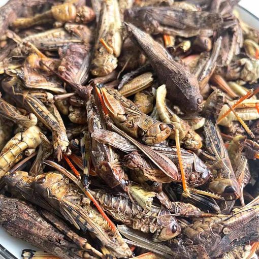 Trópus szárított Grasshopper - szárított szöcske 40g