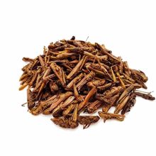 Trópus szárított Grasshopper - szárított szöcske 40g