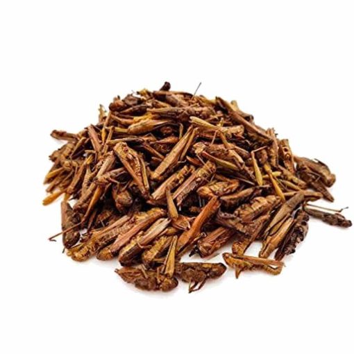 Trópus szárított Grasshopper - szárított szöcske 40g
