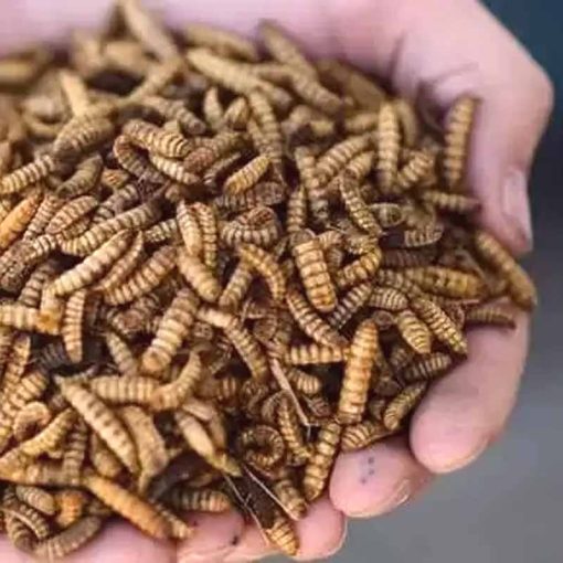 Trópus szárított Fekete Katonalégy Lárva 50g