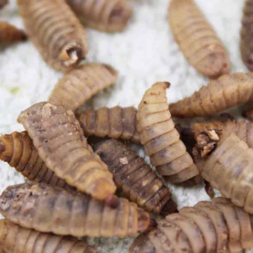 Trópus szárított Fekete Katonalégy Lárva 50g