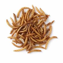 Trópus szárított lisztkukac 50g