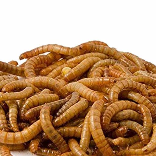 Trópus szárított lisztkukac 50g