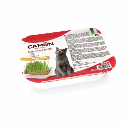 CAMON macskafű Búza