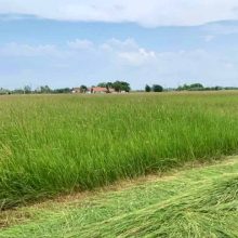 ALFÖLDI SZÉNA - Kádár Dani 800g NATUR