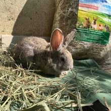 ALFÖLDI SZÉNA - Kádár Dani 800g NATUR