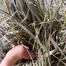 ALFÖLDI SZÉNA - Kádár Dani 800g KAMILLÁS