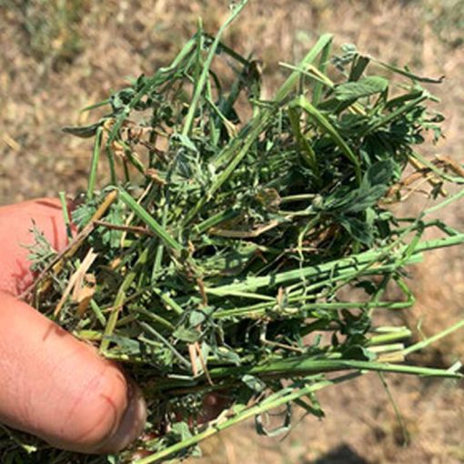 ALFÖLDI SZÉNA - Kádár Dani 800g LUCERNA