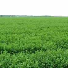 ALFÖLDI SZÉNA - Kádár Dani 800g LUCERNA