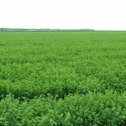 ALFÖLDI SZÉNA - Kádár Dani 800g LUCERNA