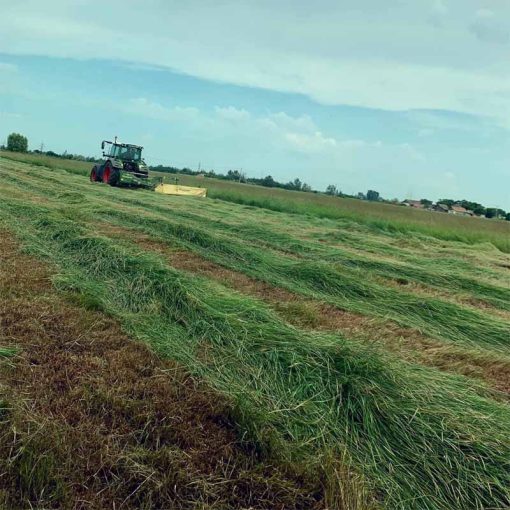 ALFÖLDI SZÉNA - Kádár Dani 800g ALMÁS