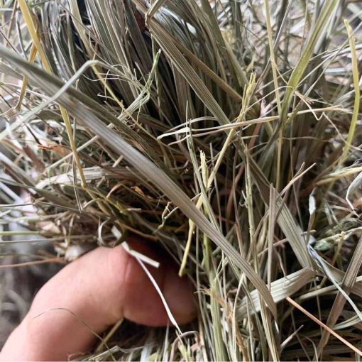 ALFÖLDI SZÉNA - Kádár Dani 800g ALMÁS