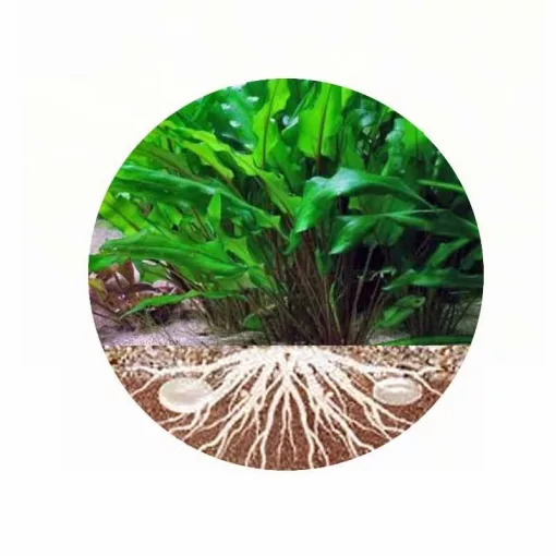 TETRA PlantaStart 12 kapszula táptabletta akváriumi növényekhez