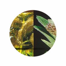 JBL Algol 100ml akváriumi algaírtó