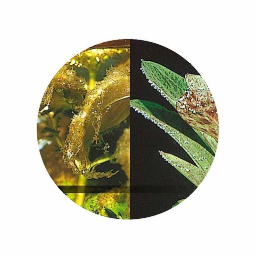 JBL Algol 100ml akváriumi algaírtó