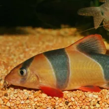 JBL PRONOVO Botia Tab M 100ml