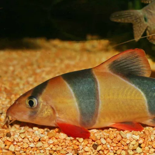 JBL PRONOVO Botia Tab M 250ml