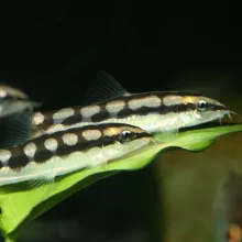 JBL PRONOVO Botia Tab M 250ml