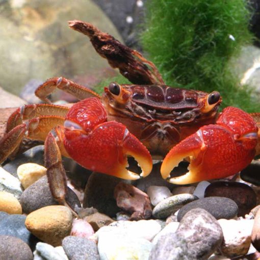 JBL PRONOVO Crabs Wafer M 250ml