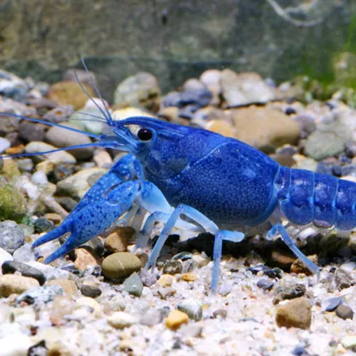 JBL PRONOVO Crabs Wafer M 250ml