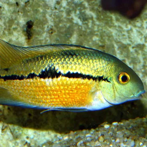 JBL PRONOVO Cichlid Grano M 250ml (CLICK) prémium eleség sügéreknek