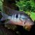   JBL PRONOVO Cichlid Grano M 250ml (CLICK) prémium eleség sügéreknek
