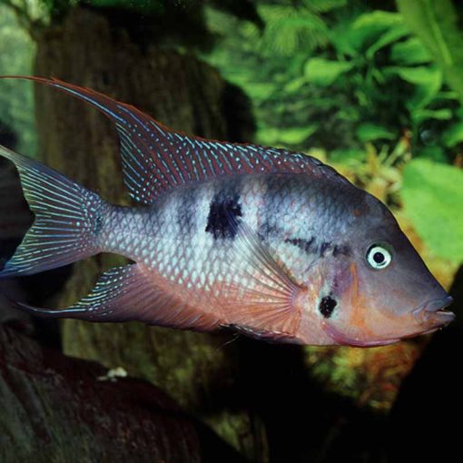JBL PRONOVO Cichlid Grano M 250ml (CLICK) prémium eleség sügéreknek