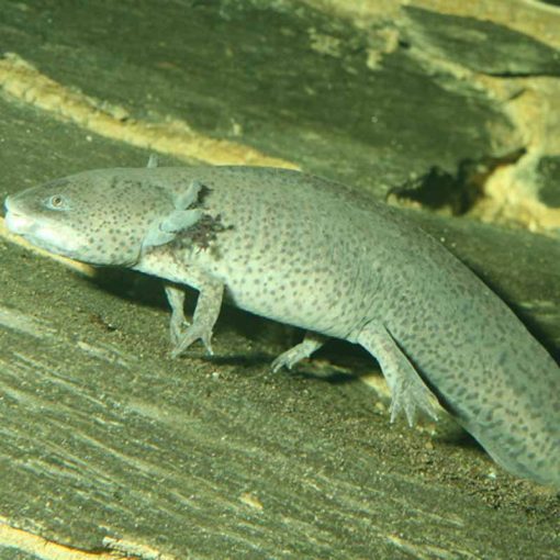 JBL PRONOVO LOTL grano M 250ml (Axolotnak)