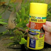 JBL PRONOVO LOTL grano XL 250ml (Axolotnak)
