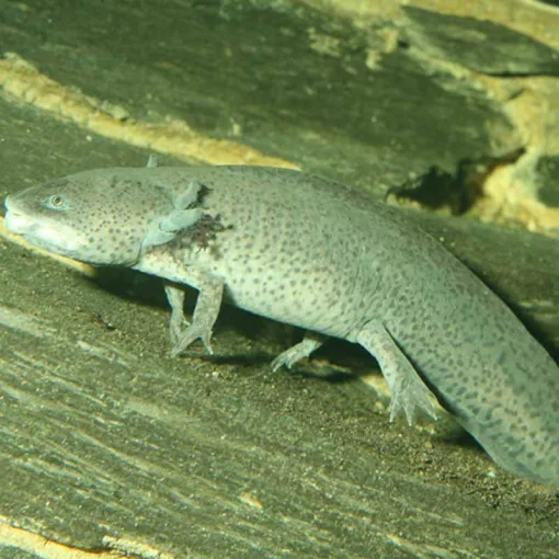 JBL PRONOVO LOTL grano XL 250ml (Axolotnak)