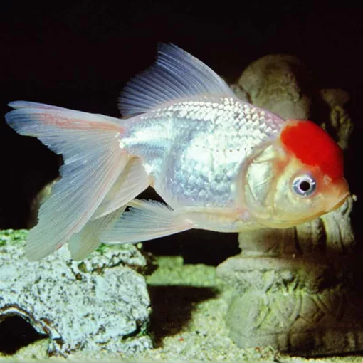 JBL PRONOVO Fantail Grano S 100ml (CLICK)