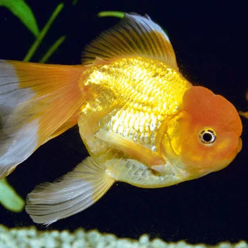 JBL PRONOVO Fantail Grano S 100ml (CLICK)