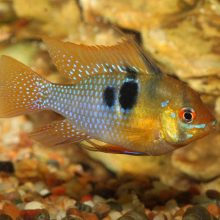 JBL PRONOVO Cichlid Grano S 250ml (CLICK)