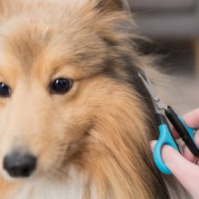 TRIXIE OLLÓ 9cm (Fejre és Tappancsra)