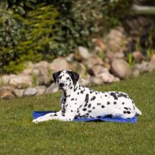 TRIXIE Hűtő matrac kék 40x30cm