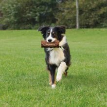 TRIXIE Dog Activity Préda Utánzat Barna 8×20cm