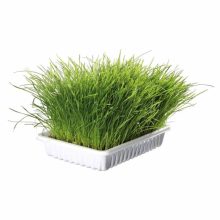 TRIXIE Macskafű Kölyök Macskának 100g