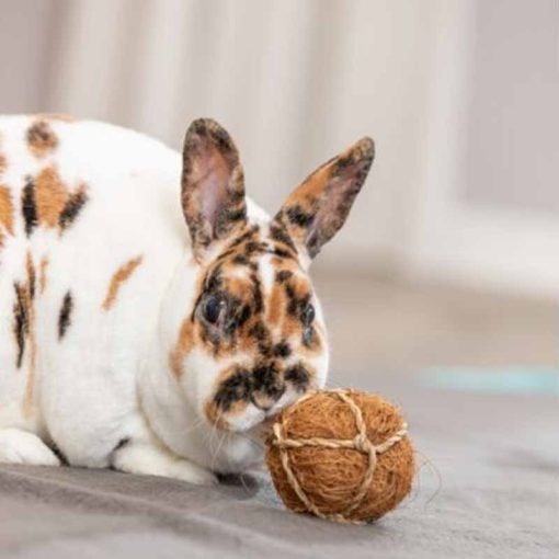 TRIXIE rágcsáló játék Labda Kókuszrostból és Tengerifűből 6cm Tengerimalacoknak és Nyulaknak
