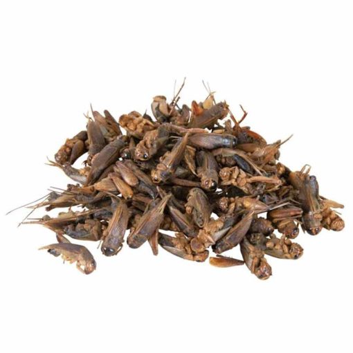 TRIXIE REPTILAND Száritott Tücsök hüllők részére 25g