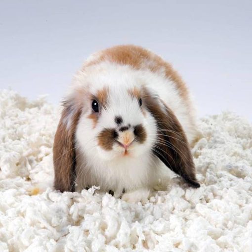 CHIPSI alom Carefresh Pure White 50L ÚJRA ELÉRHETŐ