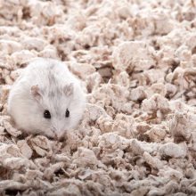 CHIPSI alom Carefresh Original 60L ÚJRA ELÉRHETŐ