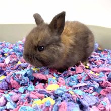 CHIPSI alom Carefresh Confetti 10L  ÚJRA ELÉRHETŐ