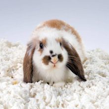 CHIPSI alom Carefresh Pure White 10L ÚJRA ELÉRHETŐ