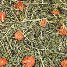 .JR FARM széna 1,5kg Sárgarépás