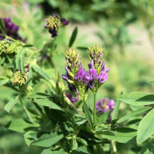 BUNNY YUMMY Lucerna széna 400g