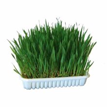 KM Macskafű 50g